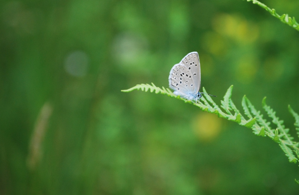 Altro Lycenidae